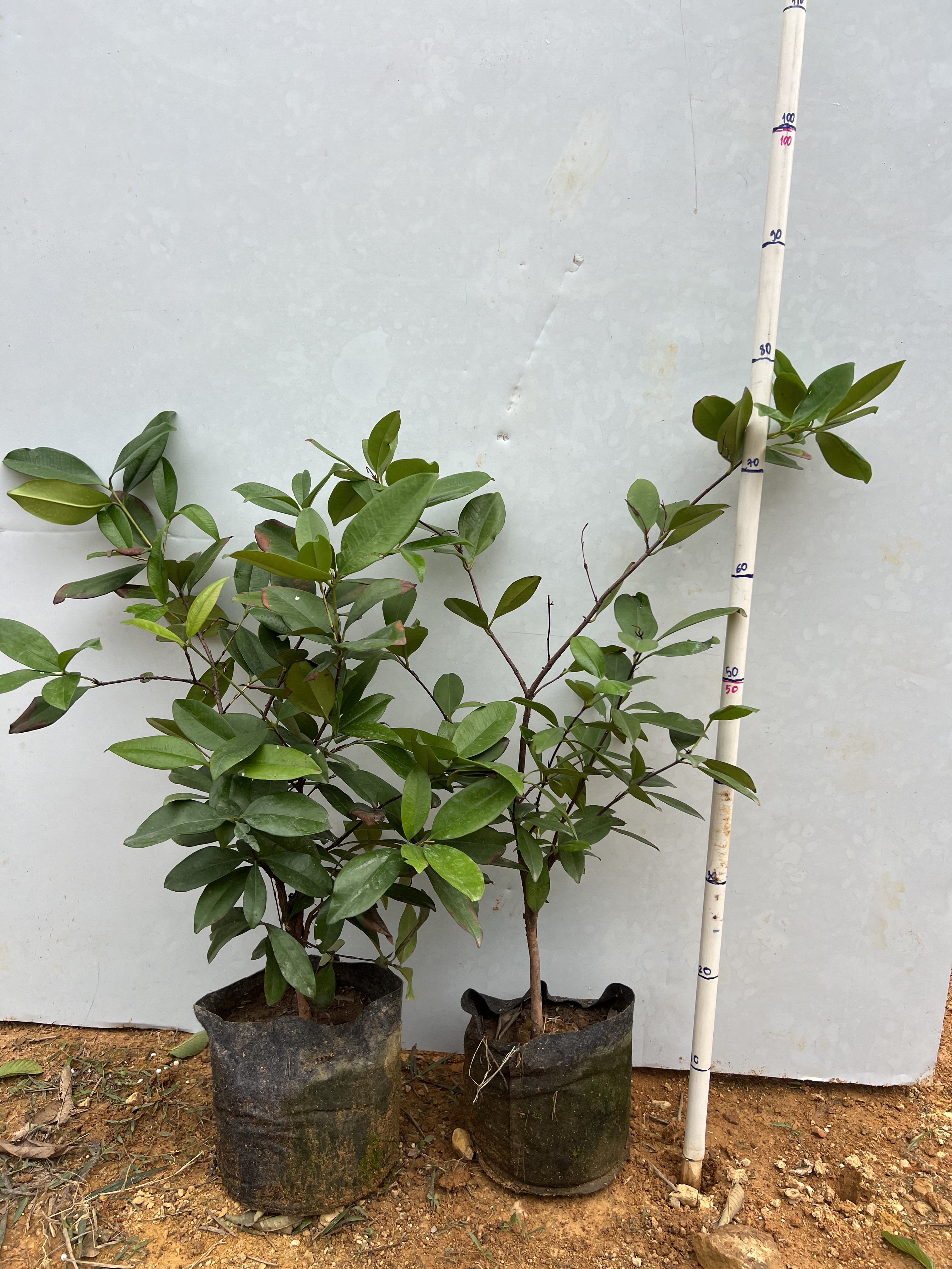 Cherry cao 50-60cm PT122 CALATA