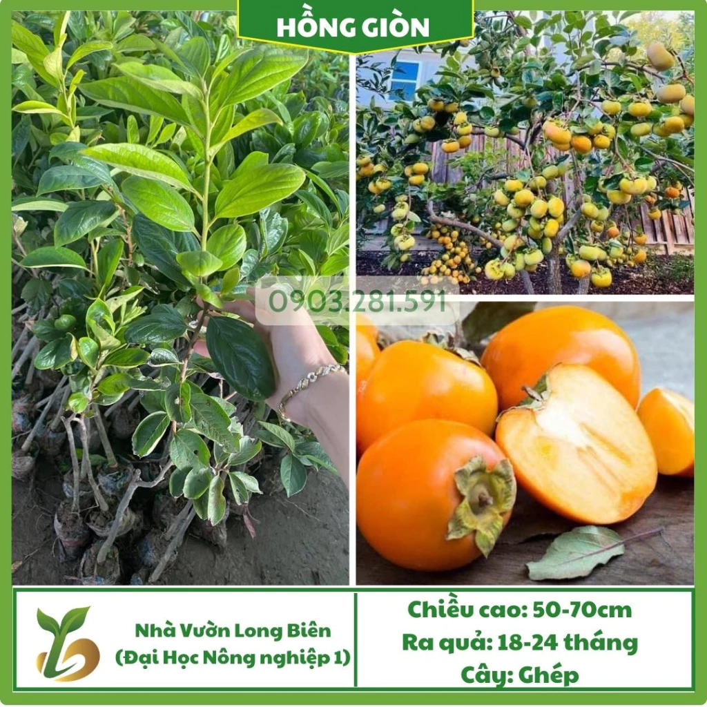 Hồng Giòn