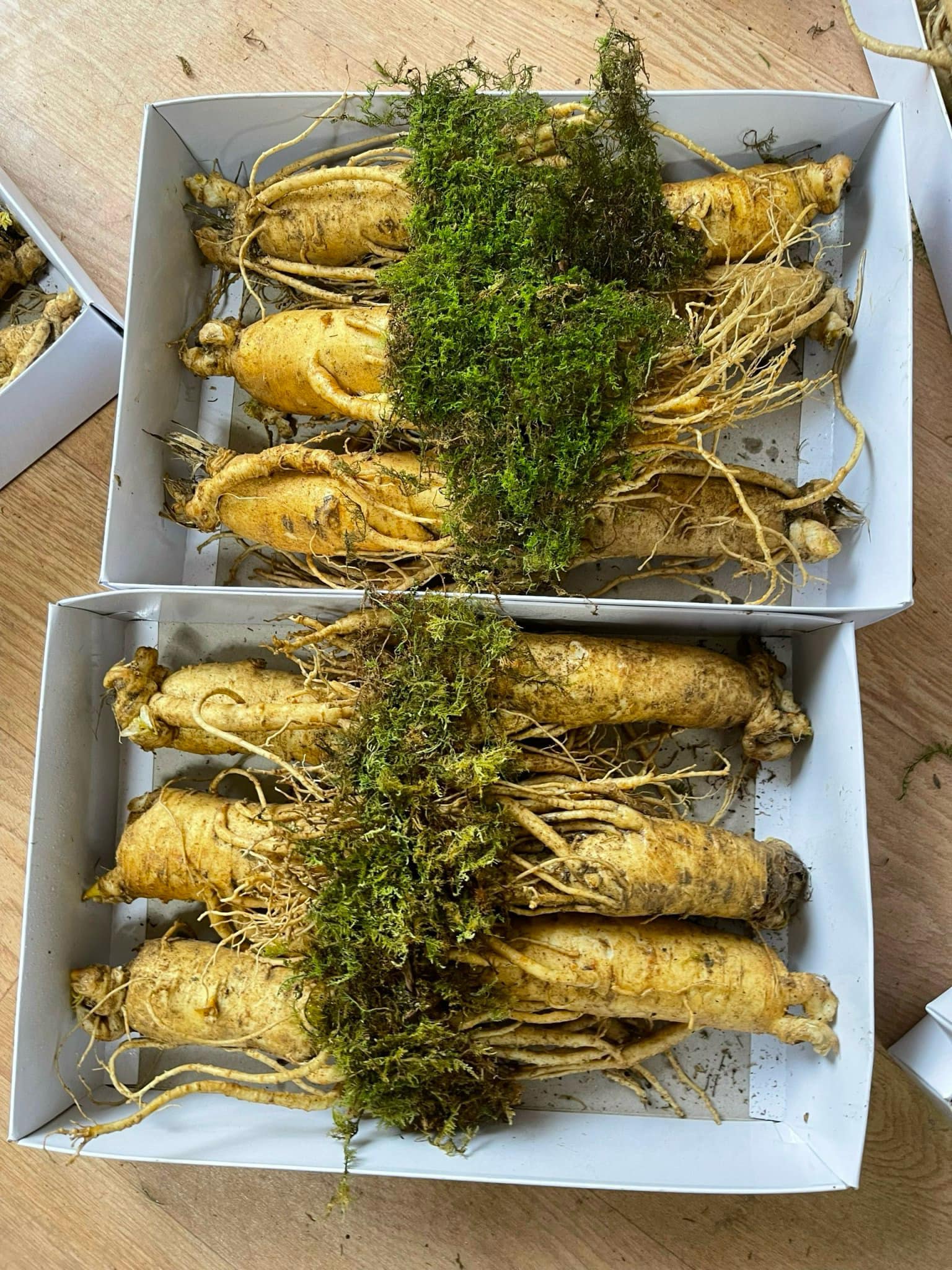 Sâm thân dài 2 củ 1kg