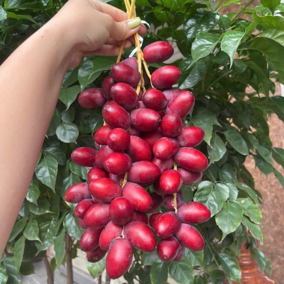 Chà Là Đỏ_thumbnail_2