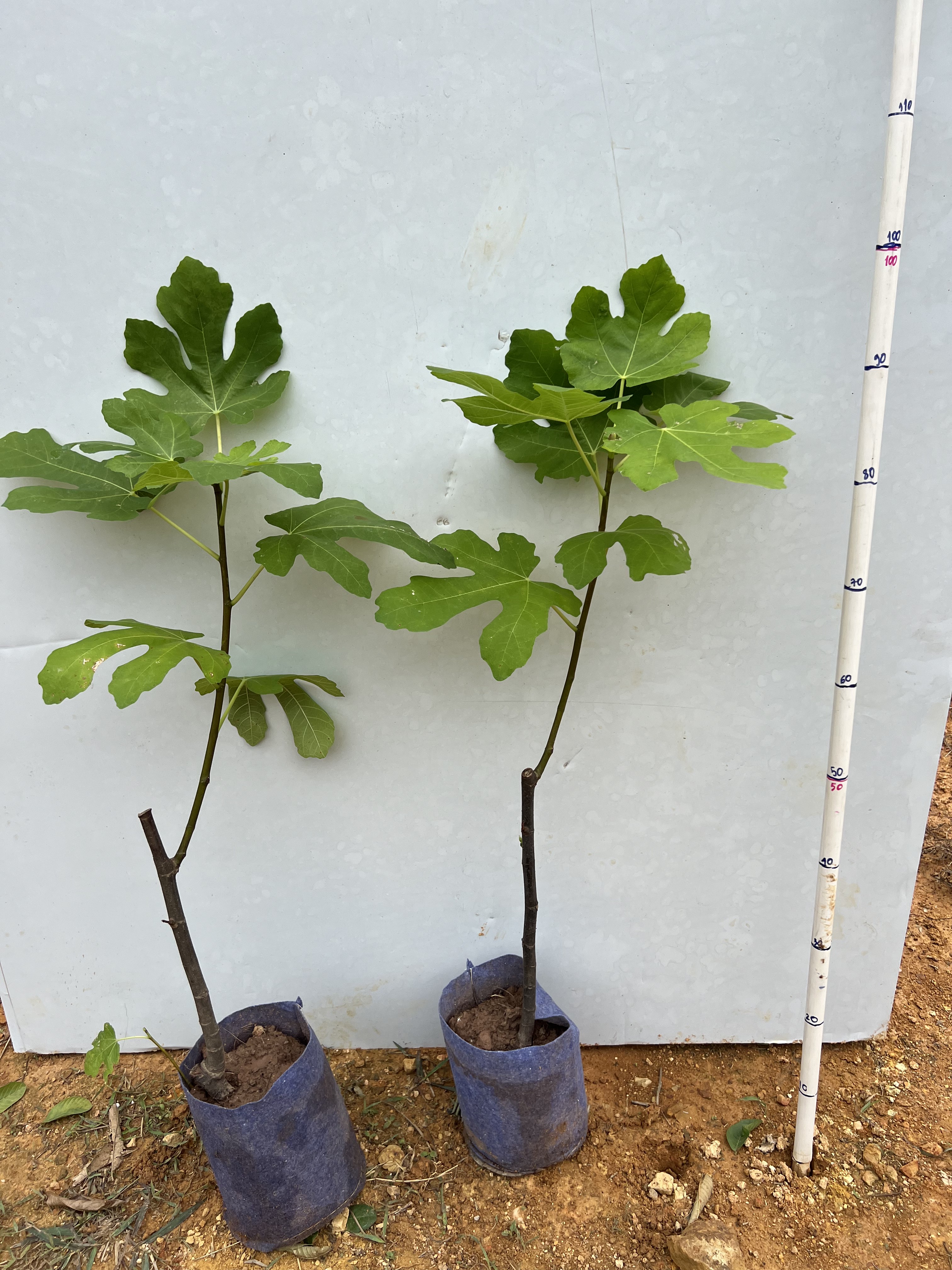 Sung mỹ cao 40-50cm PT98 CALATA