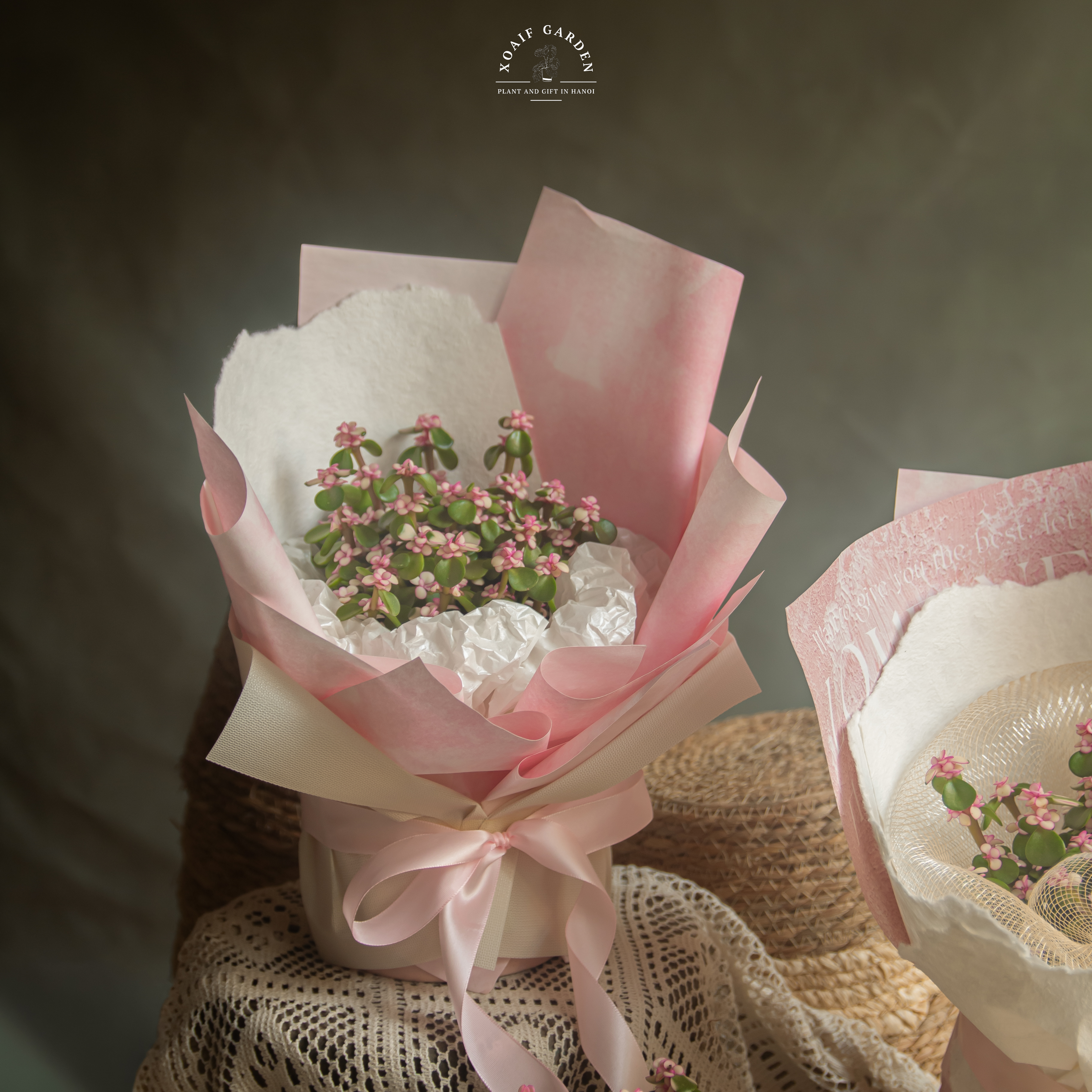 SET QUÀ TẶNG CÂY NGỌC BÍCH HỒNG_thumbnail_2