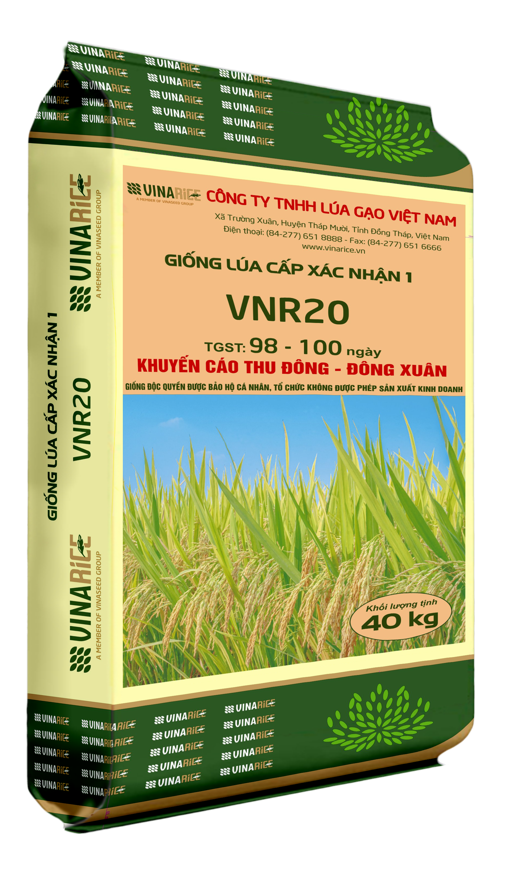 Purebred rice variety with high yield and quality VNR20