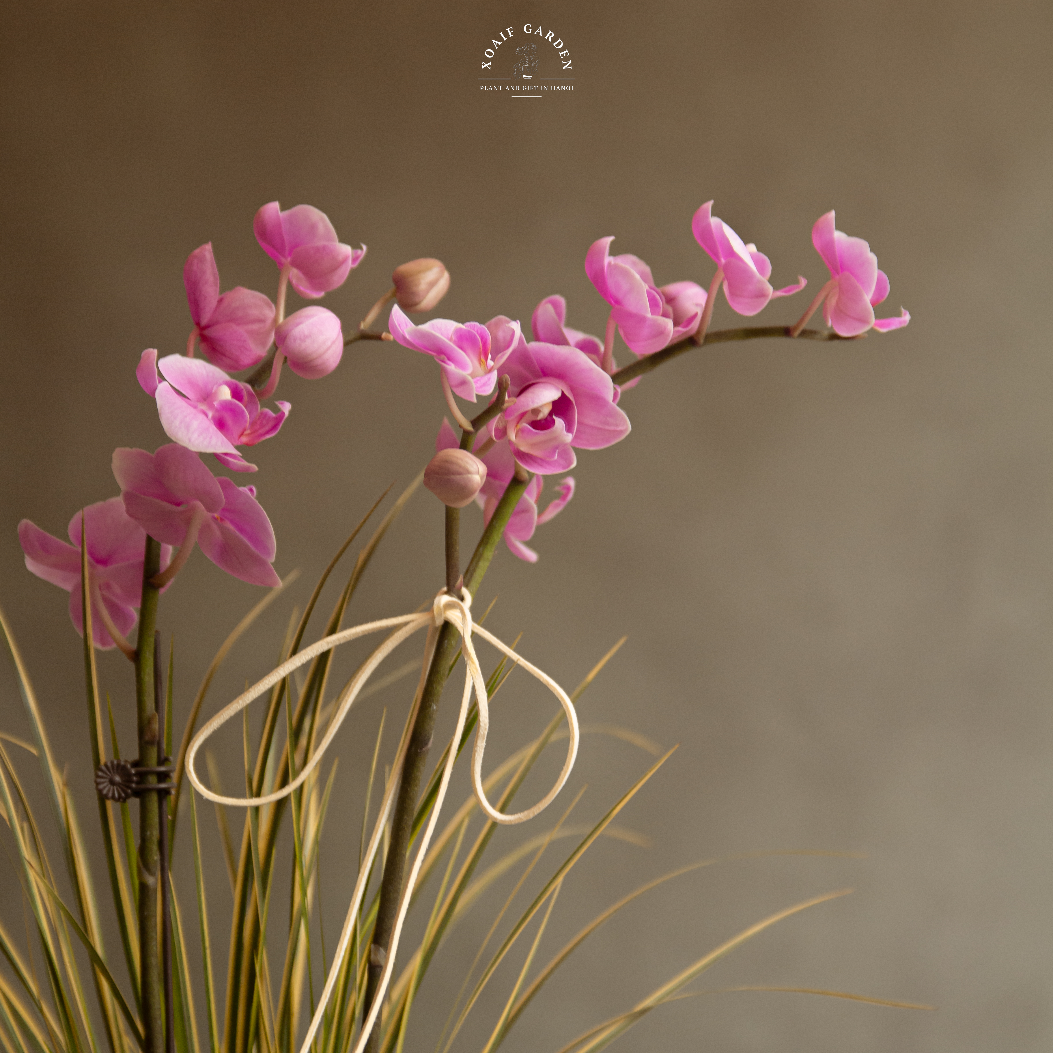 SET QUÀ TẶNG HOA LAN HỒ ĐIỆP GÓI GIẤY ( LƯỚI)_thumbnail_3