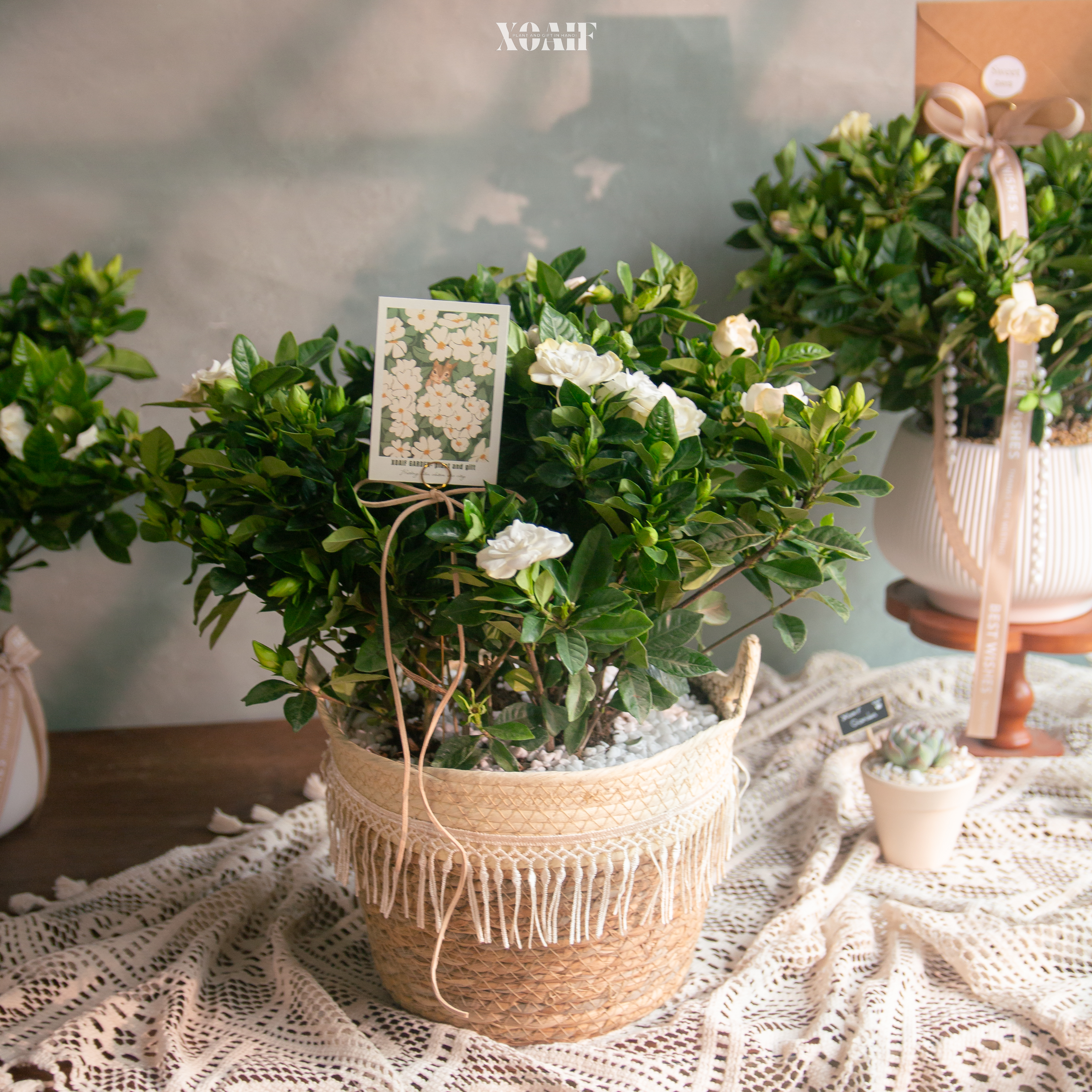 BẠCH THIÊN HƯƠNG_thumbnail_3