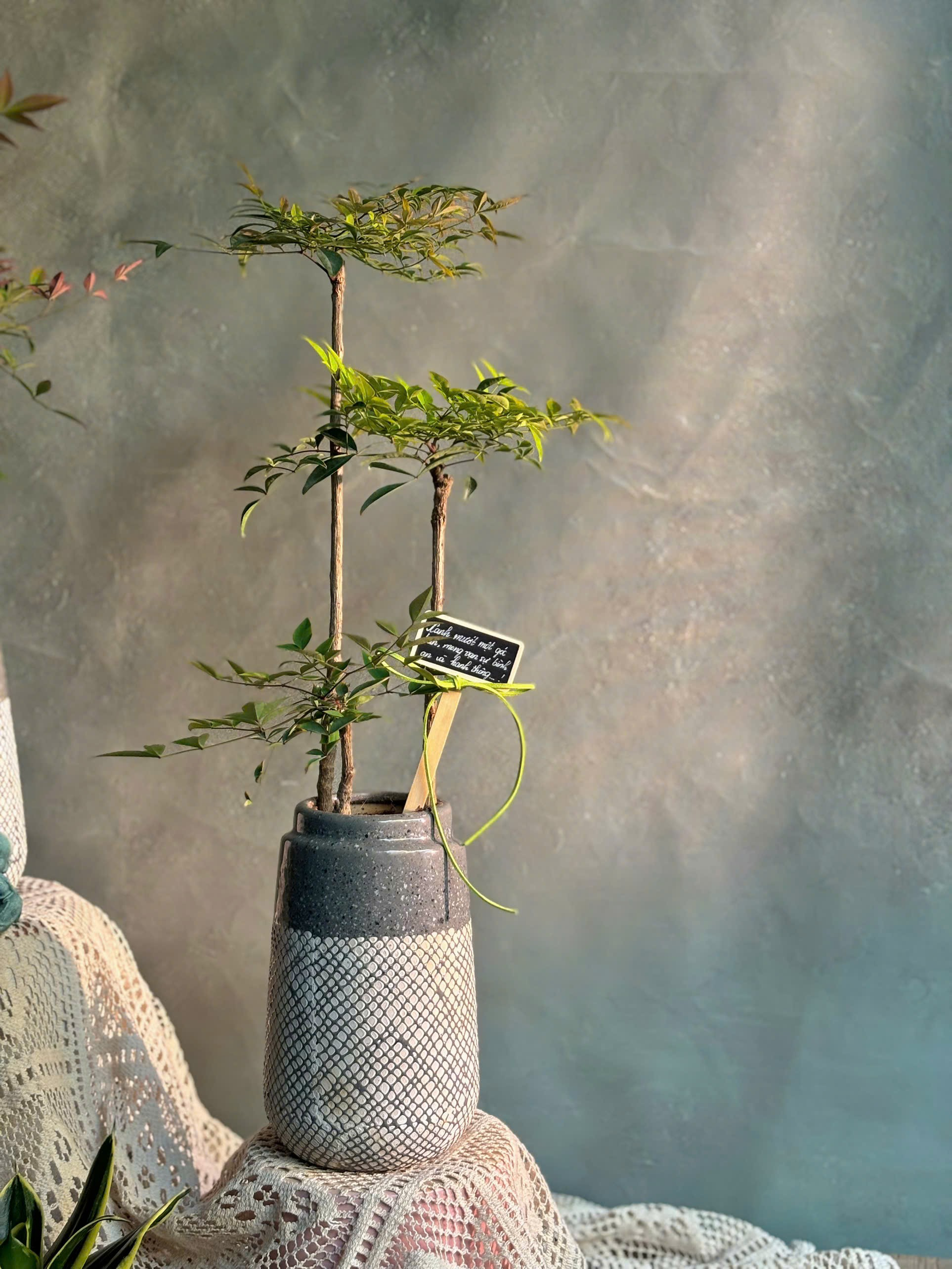 Set Nam Thiên Trúc Thiền Phong An Lộc