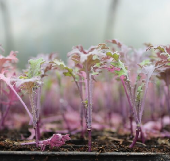 Combo 10 cây giống Kale red russian