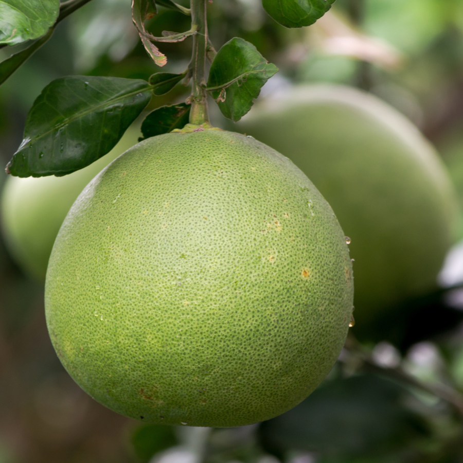 Bưởi da xanh_thumbnail_5