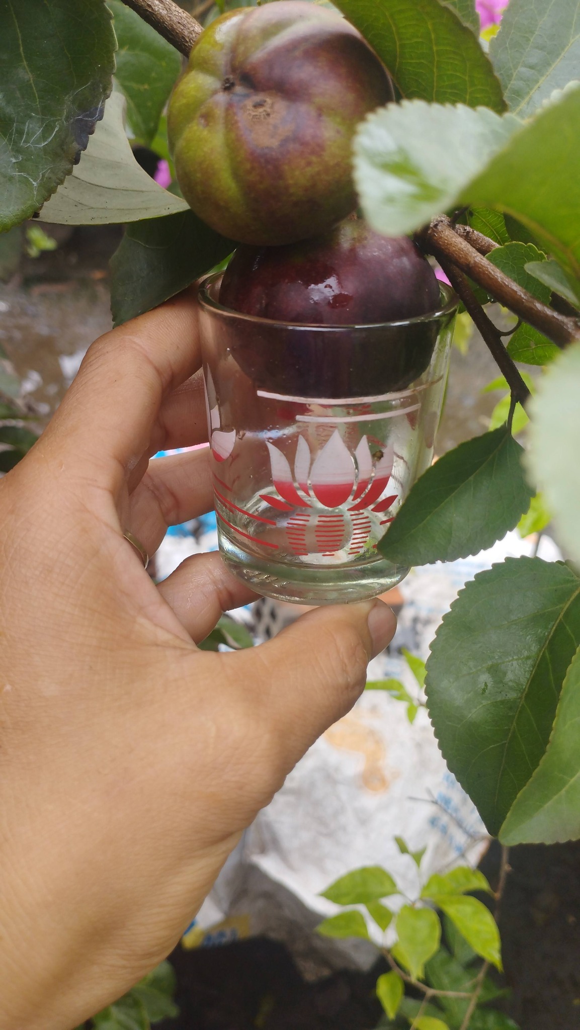 Mận quân thái cây cao 60-80cm MQKL-01 CALATA