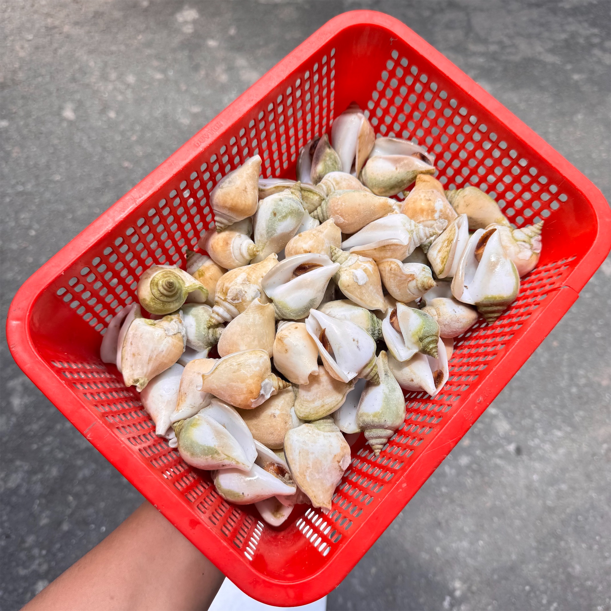 Ốc nhảy cái (size cồ) _thumbnail_5