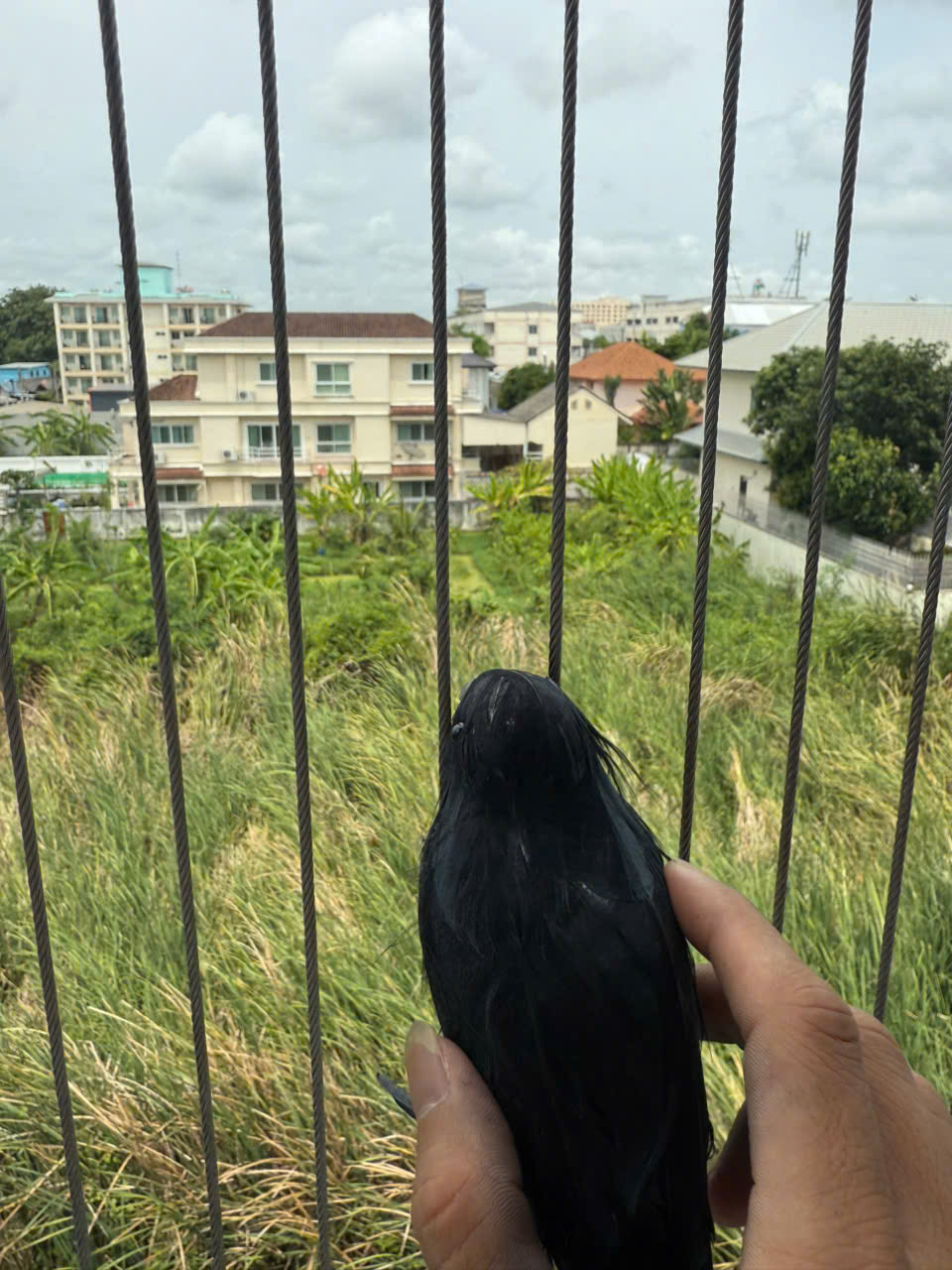 ตาข่ายกันนกปลอดภัย 