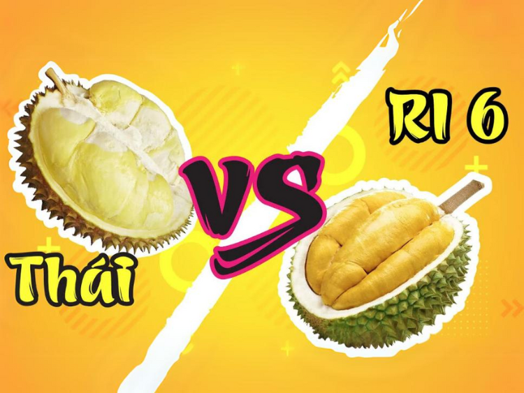 Khám phá sầu riêng Ri6: Đặc điểm, nguồn gốc. Sầu riêng Ri6 và sầu riêng Thái có gì khác nhau?
