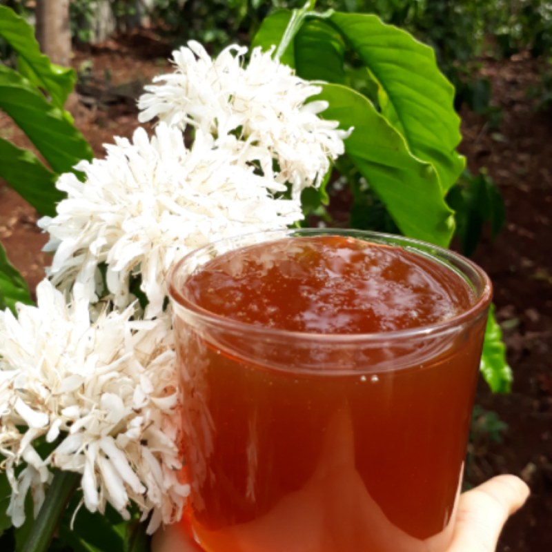 Mật Ong Hoa Cà Phê_thumbnail_1