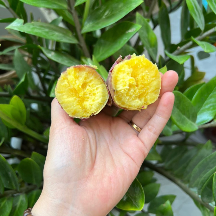 Khoai Lang Giống Nhật_thumbnail_1