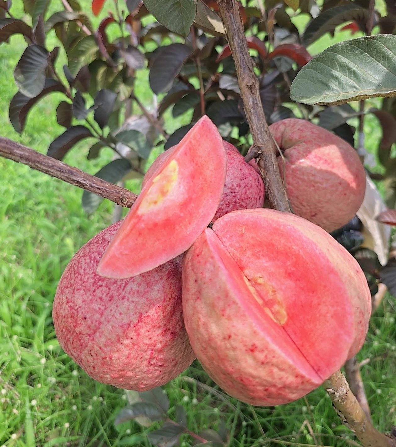 Ổi dâu tây ghép cànhcao 40-60cm ODT-01 CALATA_thumbnail_1