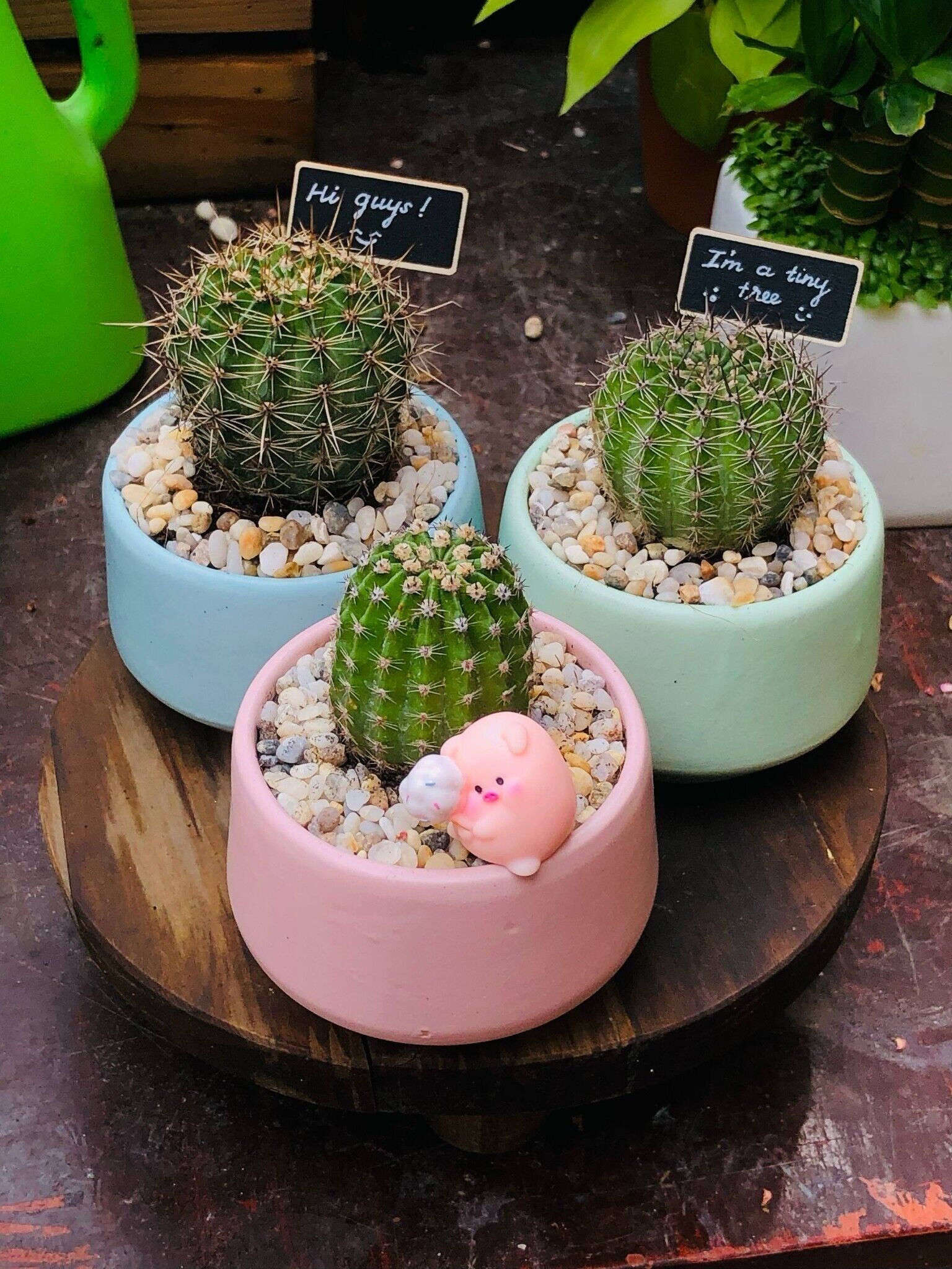 SET QUÀ TẶNG CÂY MINI_thumbnail_1