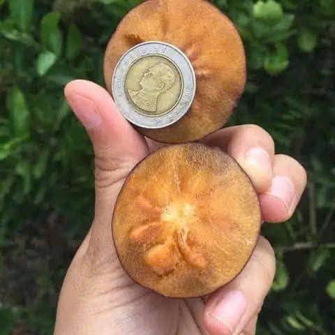 Mận quân thái cây cao 60-80cm MQKL-01 CALATA_thumbnail_1