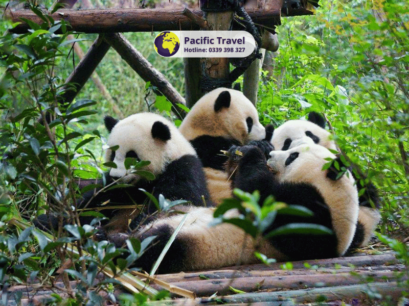 Trung Quốc: Trùng Khánh Mono 4n4đ - Khám phá thành phố 8D_6