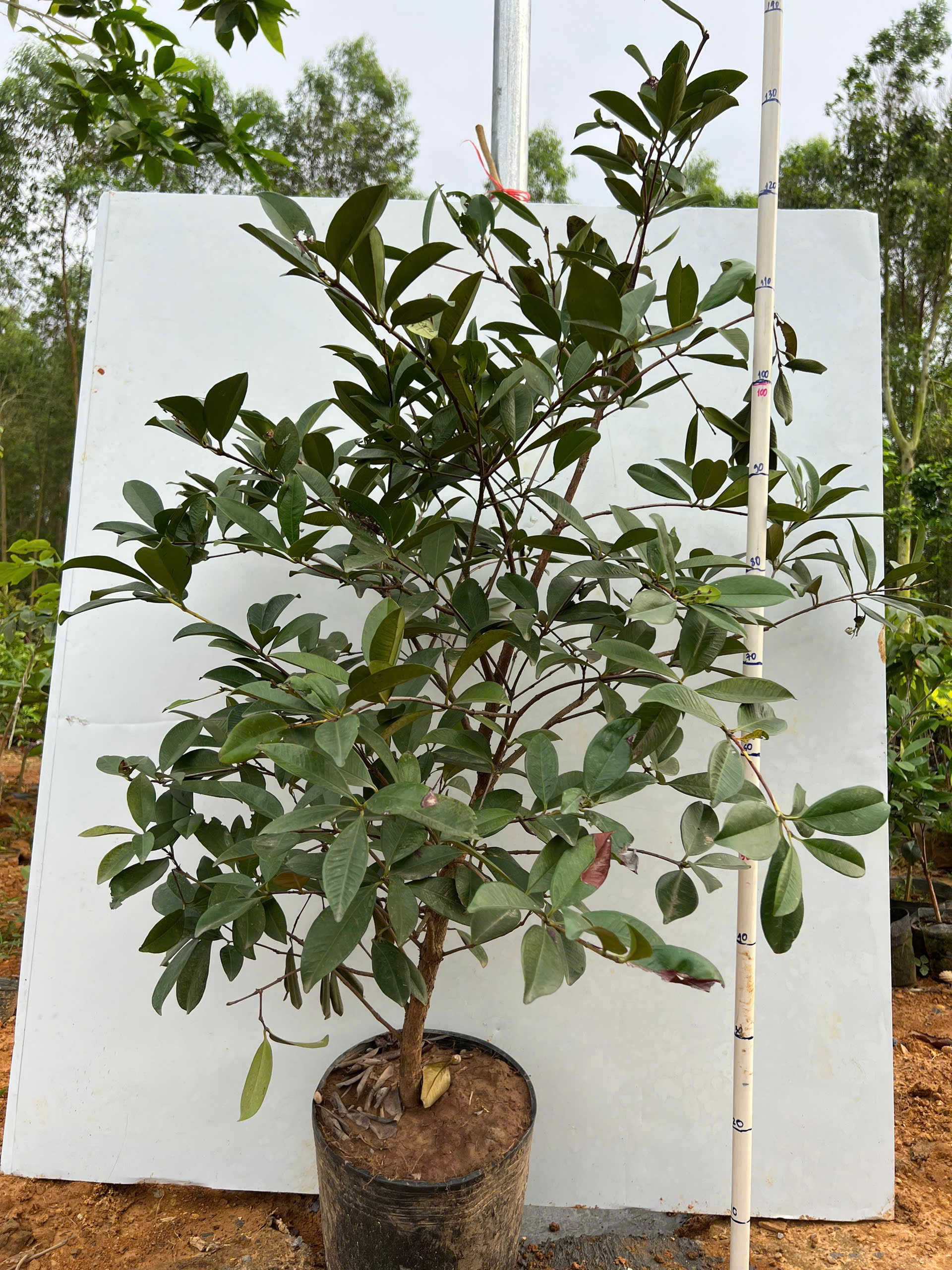 Cherry cao 1-1.2m PT134 CALATA