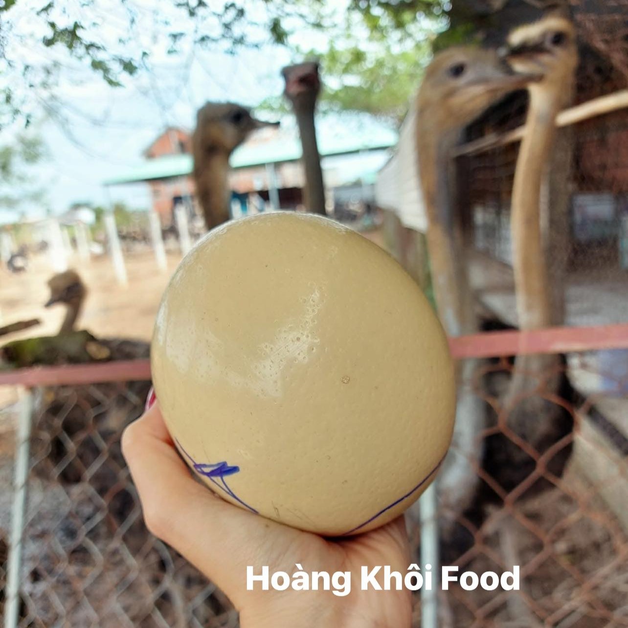 Trứng Đà Điểu