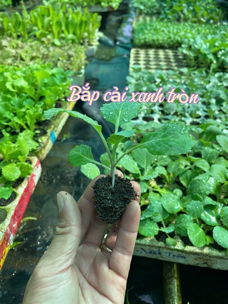 Bắp cải xanh tròn