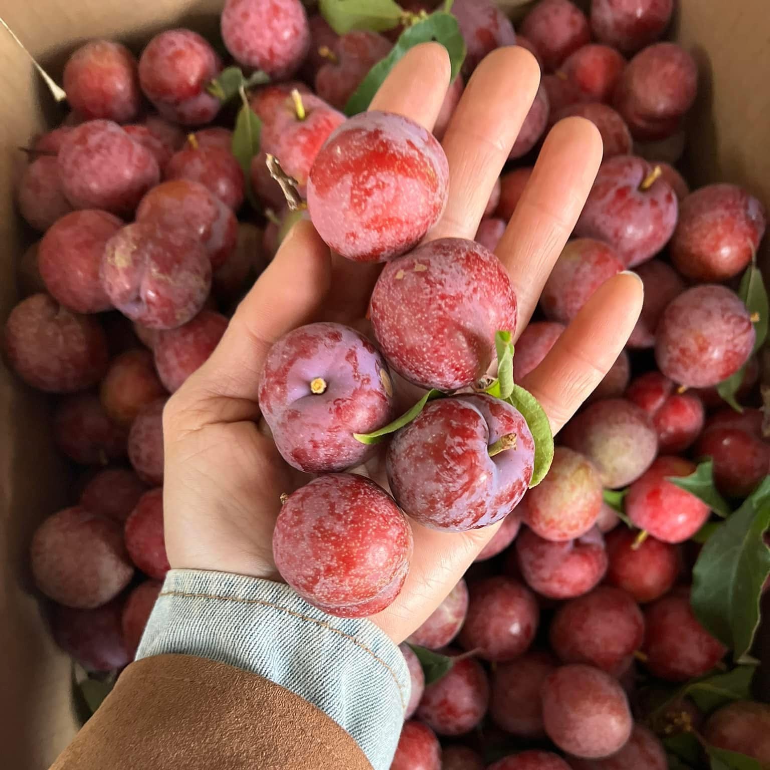 Mận Hậu Mộc Châu