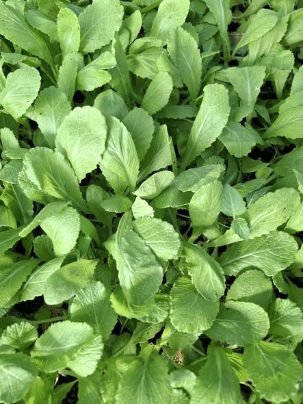 Cải dưa ( cải sậy )_thumbnail_3