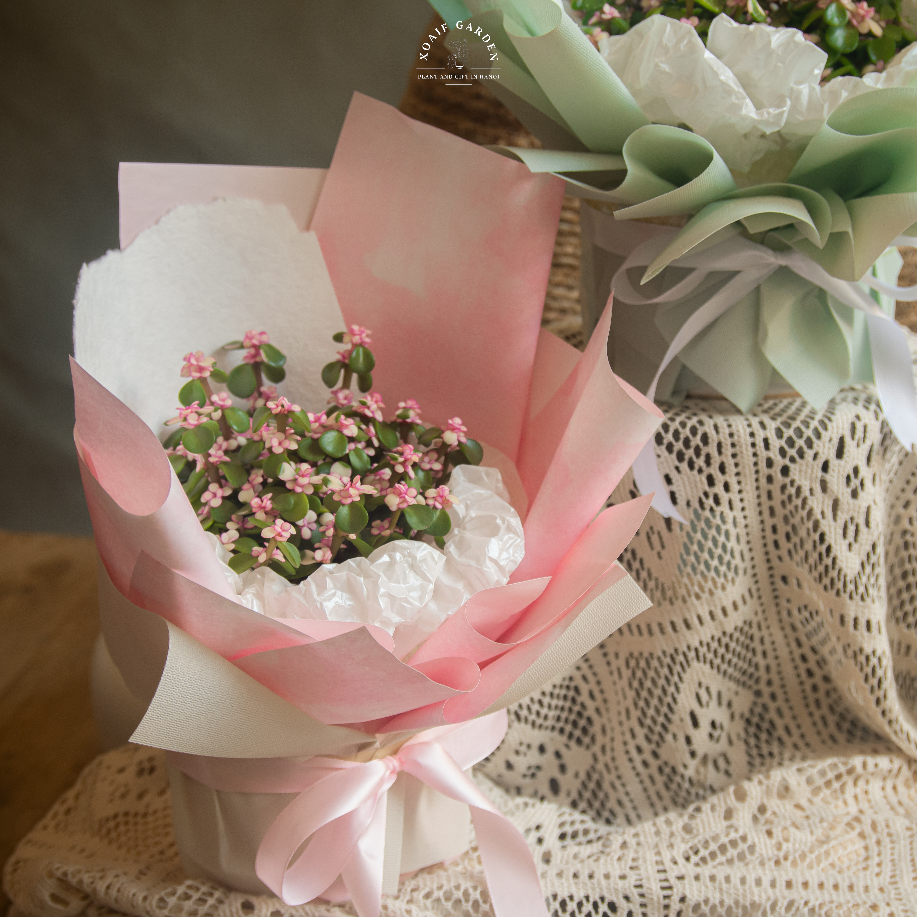 SET QUÀ TẶNG CÂY NGỌC BÍCH HỒNG_thumbnail_4