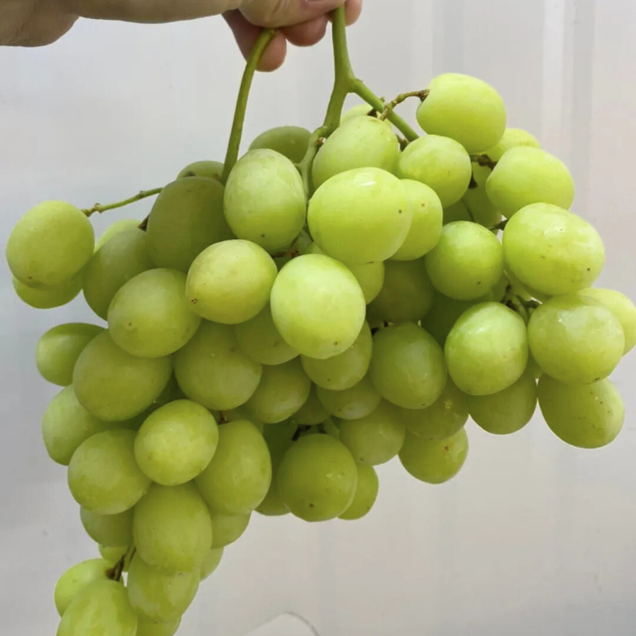 Nho Xanh Chile_thumbnail_5