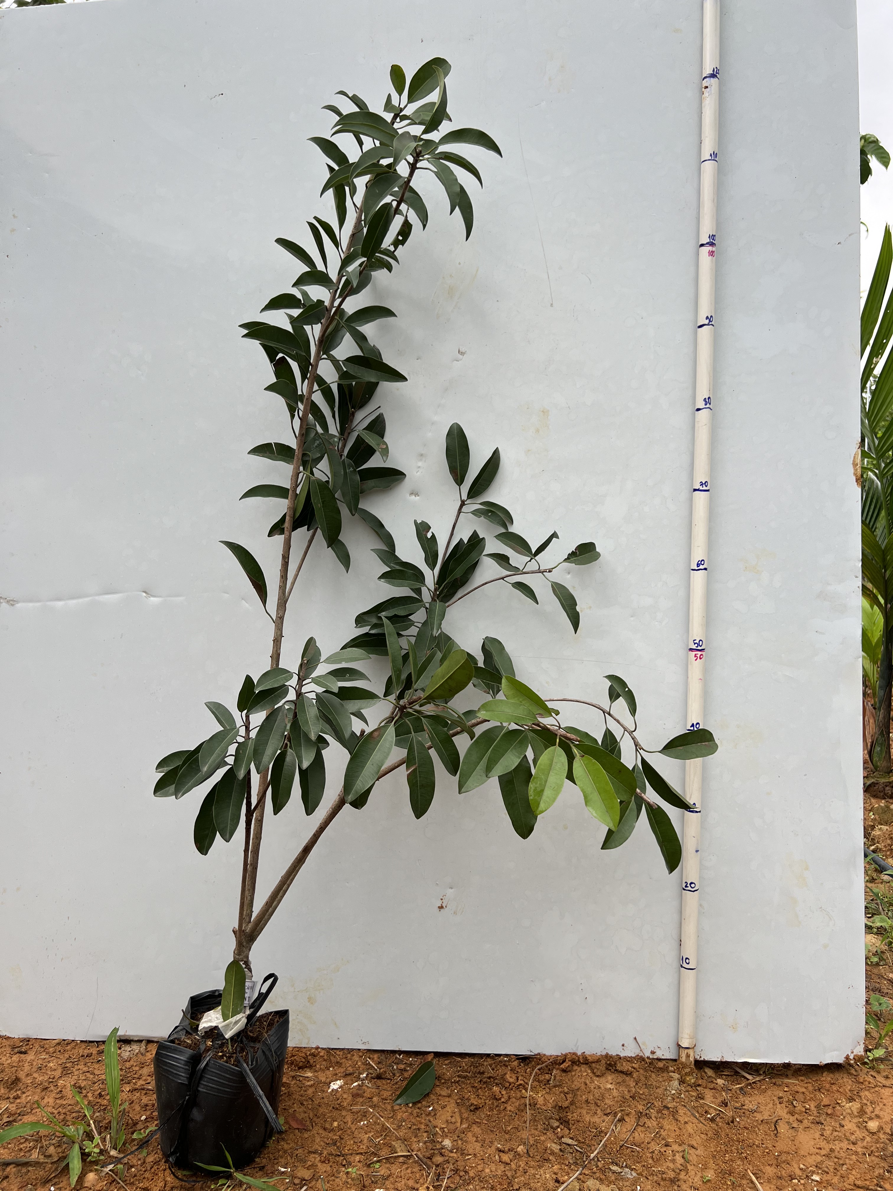 Hồng xiêm Cần Thơ cao 70-80cm PT10 CALATA