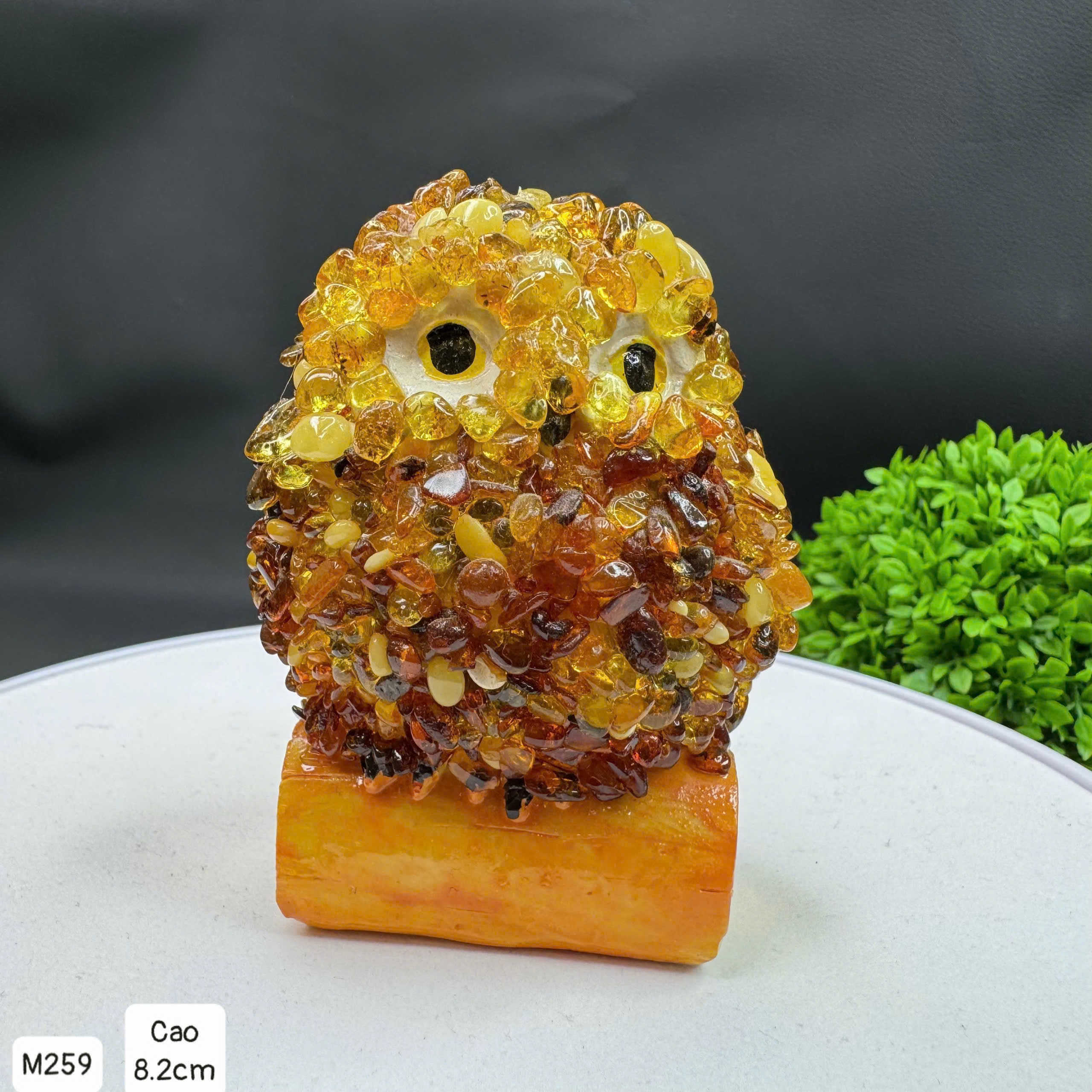 Cú Mèo Học Đường Hổ Phách Tự Nhiên - M259