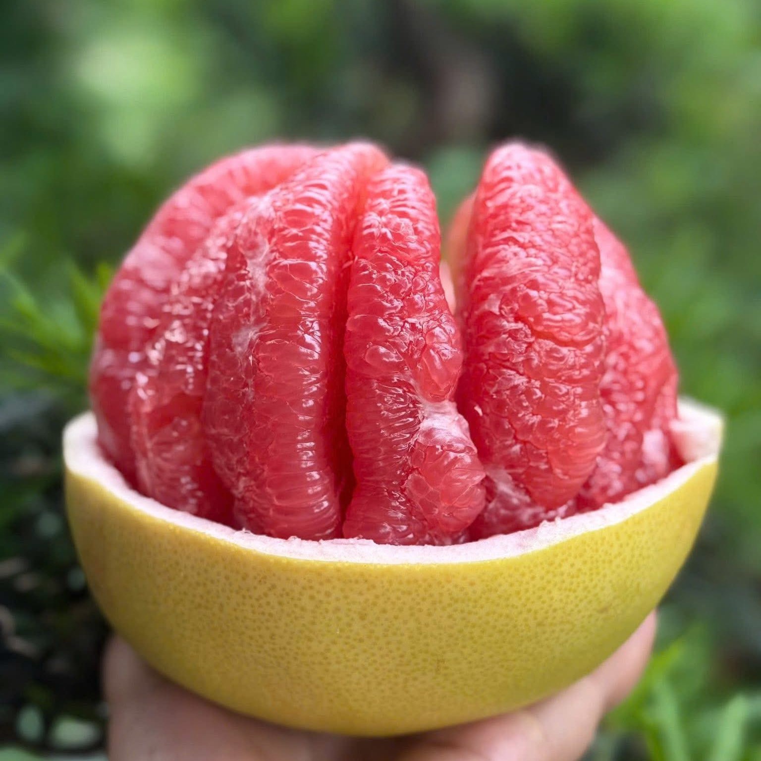 Bưởi Hồng Tâm Phúc Kiến_thumbnail_0