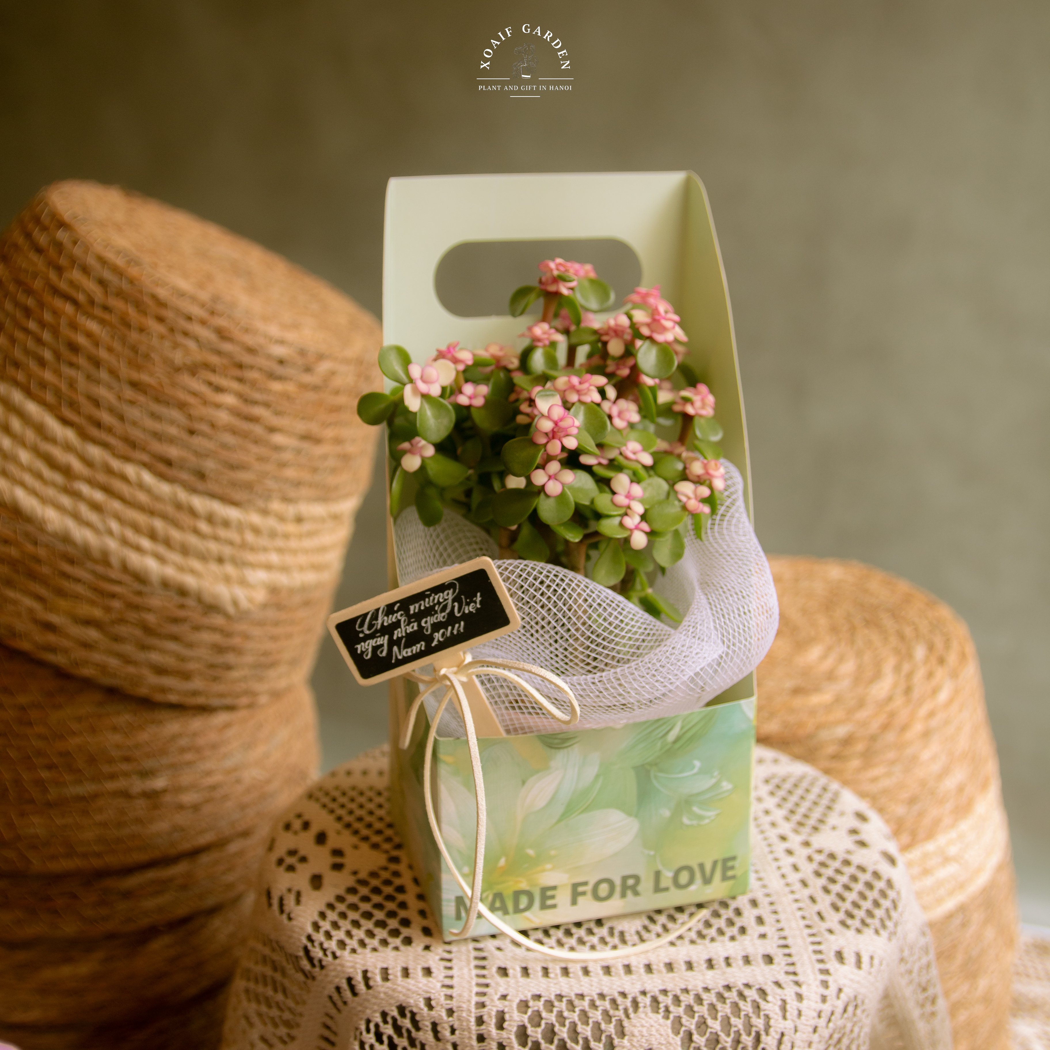 SET QUÀ TẶNG CÂY NGỌC BÍCH HỒNG HỘP GIẤY HỞ_thumbnail_2