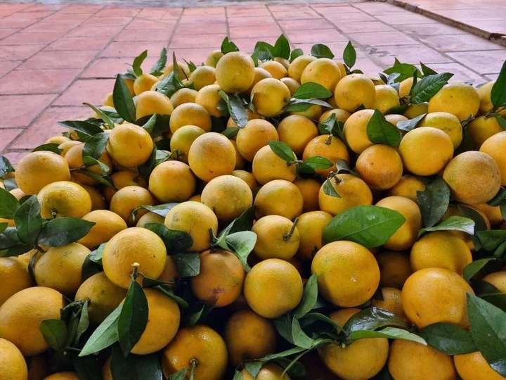 Cam Vinh_thumbnail_2