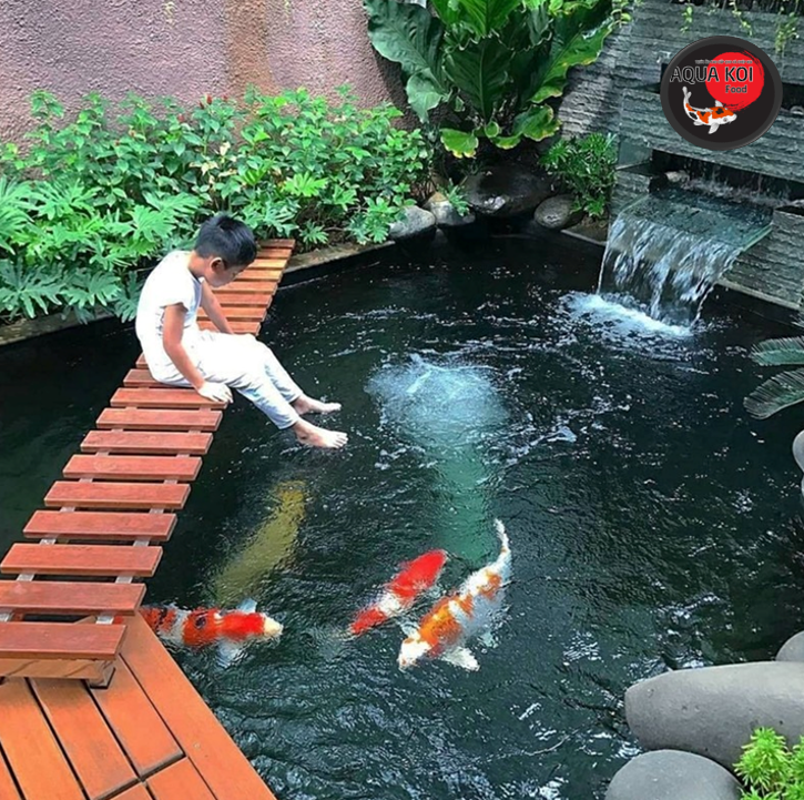 Cá Koi Bị Trùng Mỏ Neo: Dấu Hiệu, Tác Hại Và Cách Điều Trị Triệt Để Từ A-Z