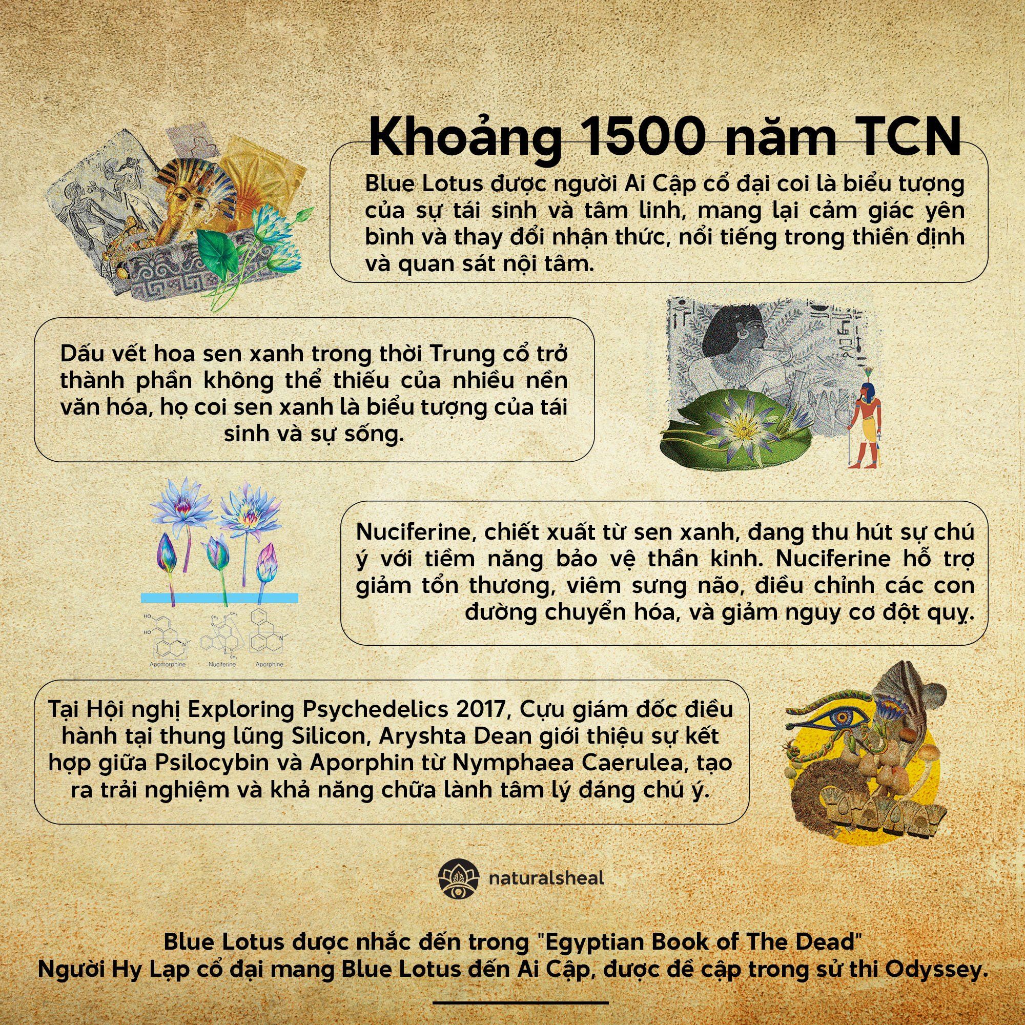 Blue Lotus - Sen Xanh Ai Cập - Cánh hoa lặt thủ công - Nguyên Liệu Thô | Hoa Khô_thumbnail_2