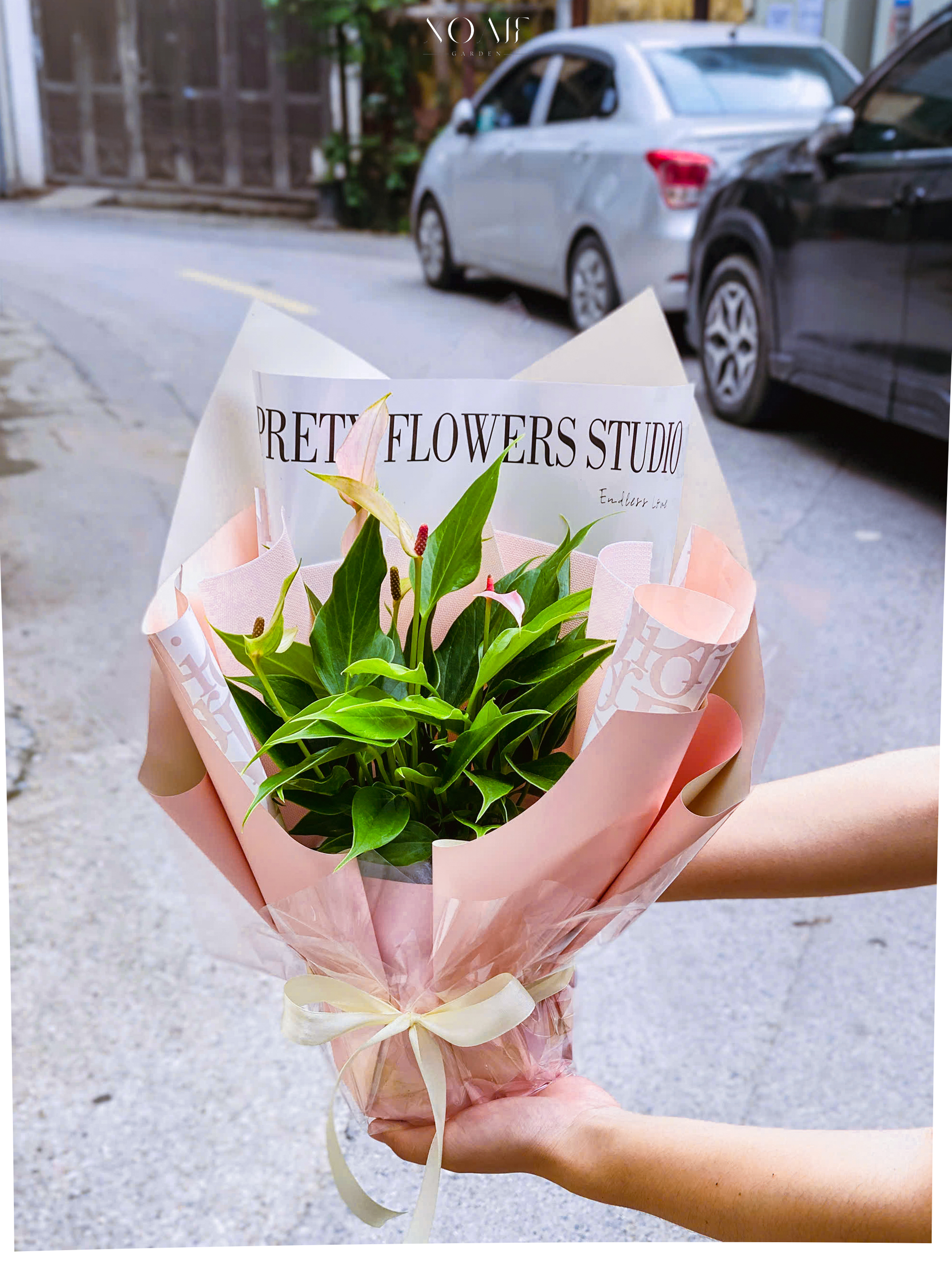 SET QUÀ TẶNG CÂY HỒNG MÔN HỒNG HẠC_thumbnail_3