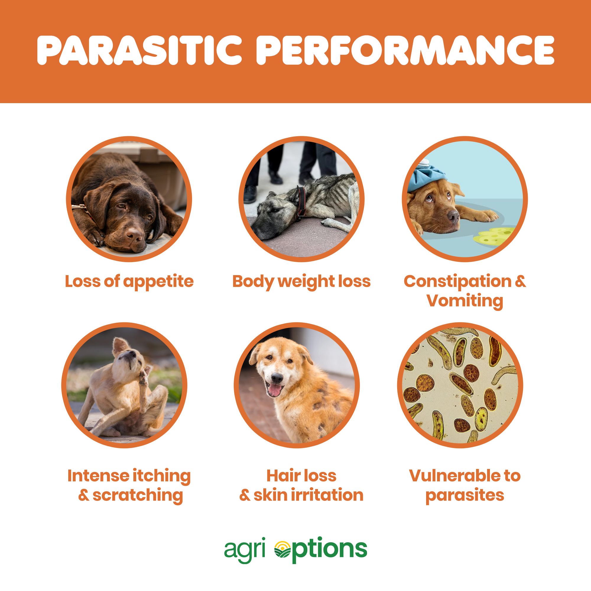 Advanllent ( Fluralaner )_thumbnail_9