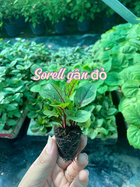 Sorrel gân đỏ