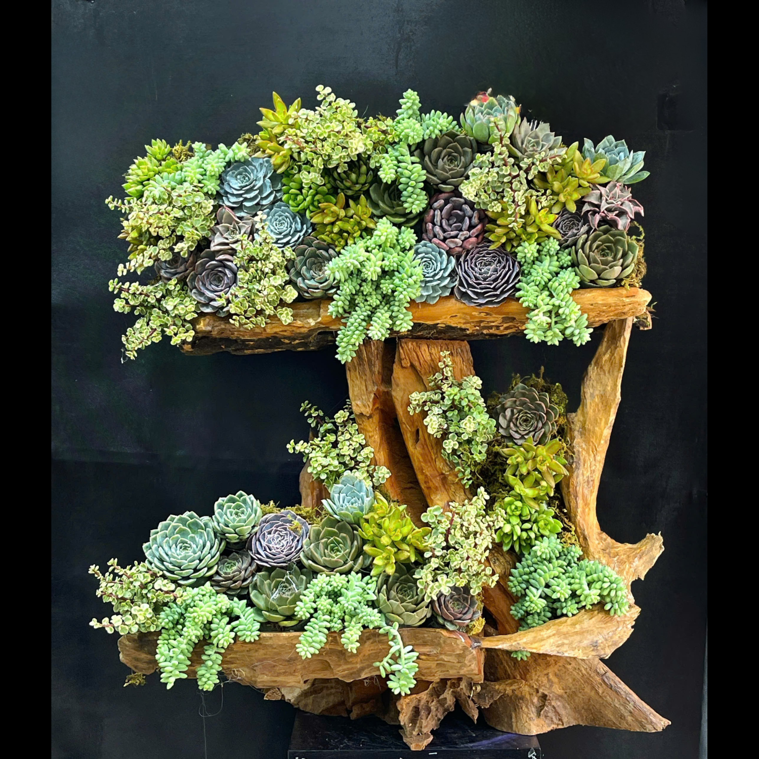 Sen đá trồng trên gỗ lũa 4xx