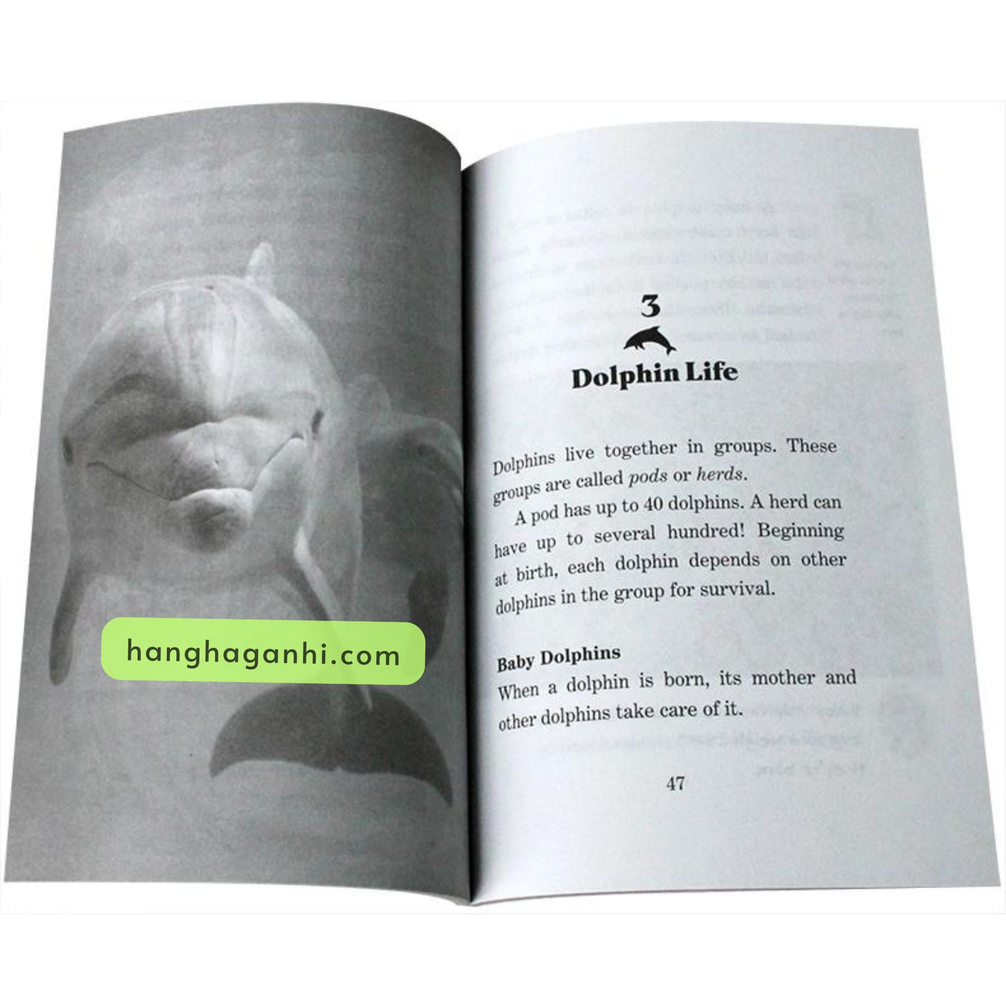 MAGIC TREE HOUSE PHẦN 3 gồm 44 quyển mới nhất (có 40/44 file nghe)_thumbnail_9