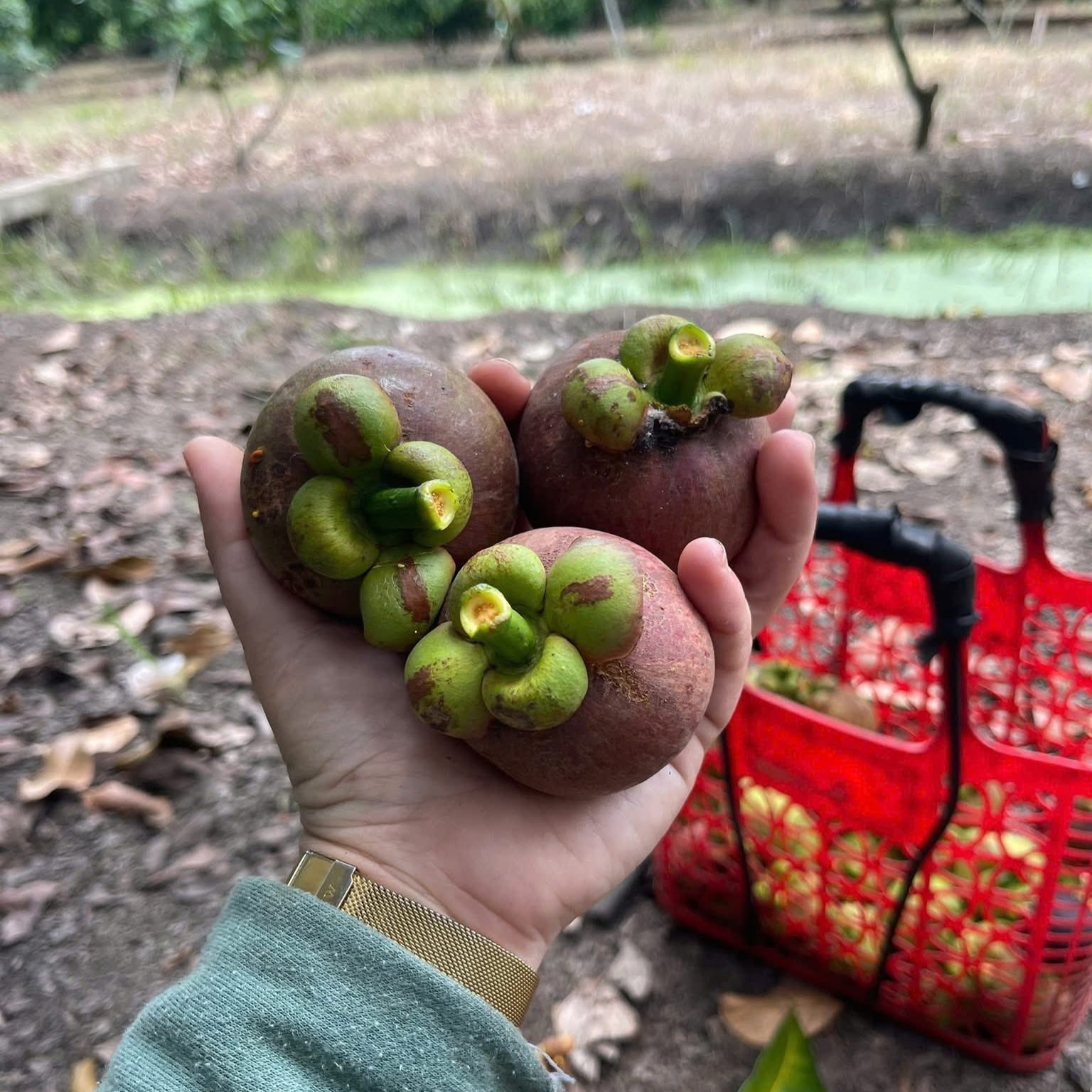 Măng Cụt Long Khánh_thumbnail_1