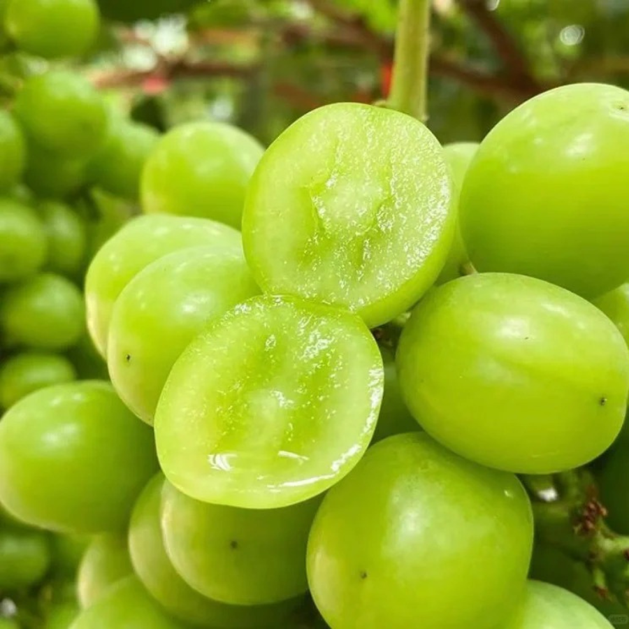 Nho Sữa - Đài Loan_thumbnail_2