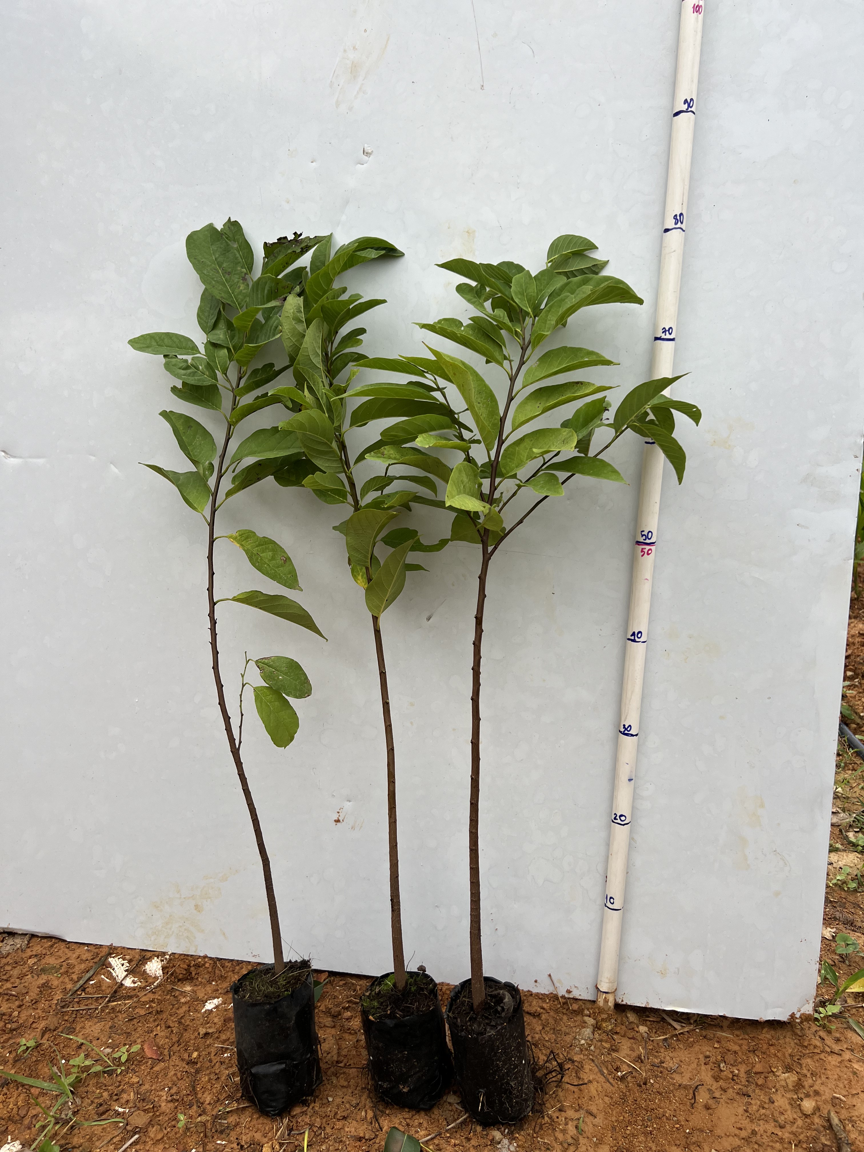 Na dai cao 50-65cm PT15 CALATA
