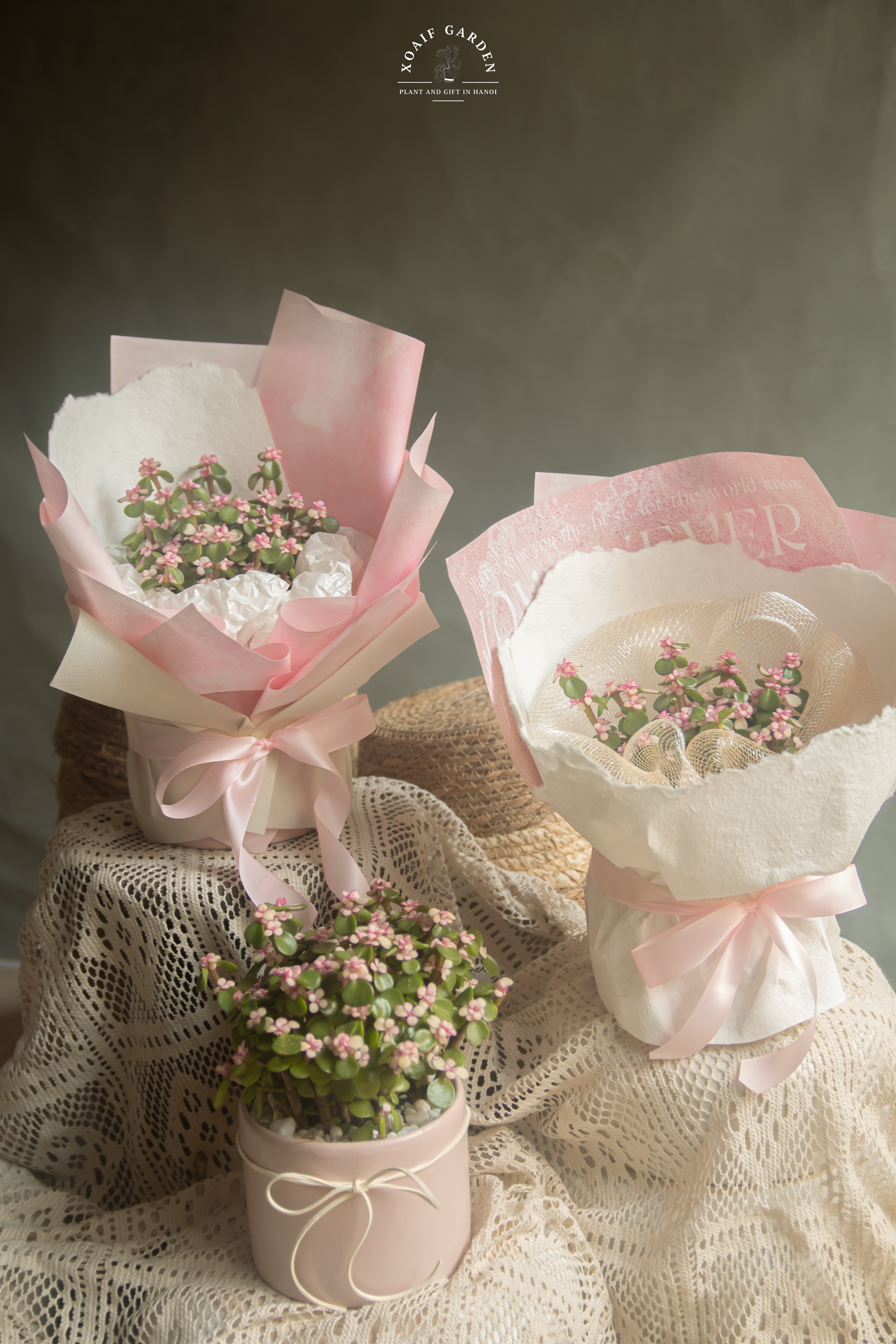 SET QUÀ TẶNG CÂY NGỌC BÍCH HỒNG_thumbnail_3