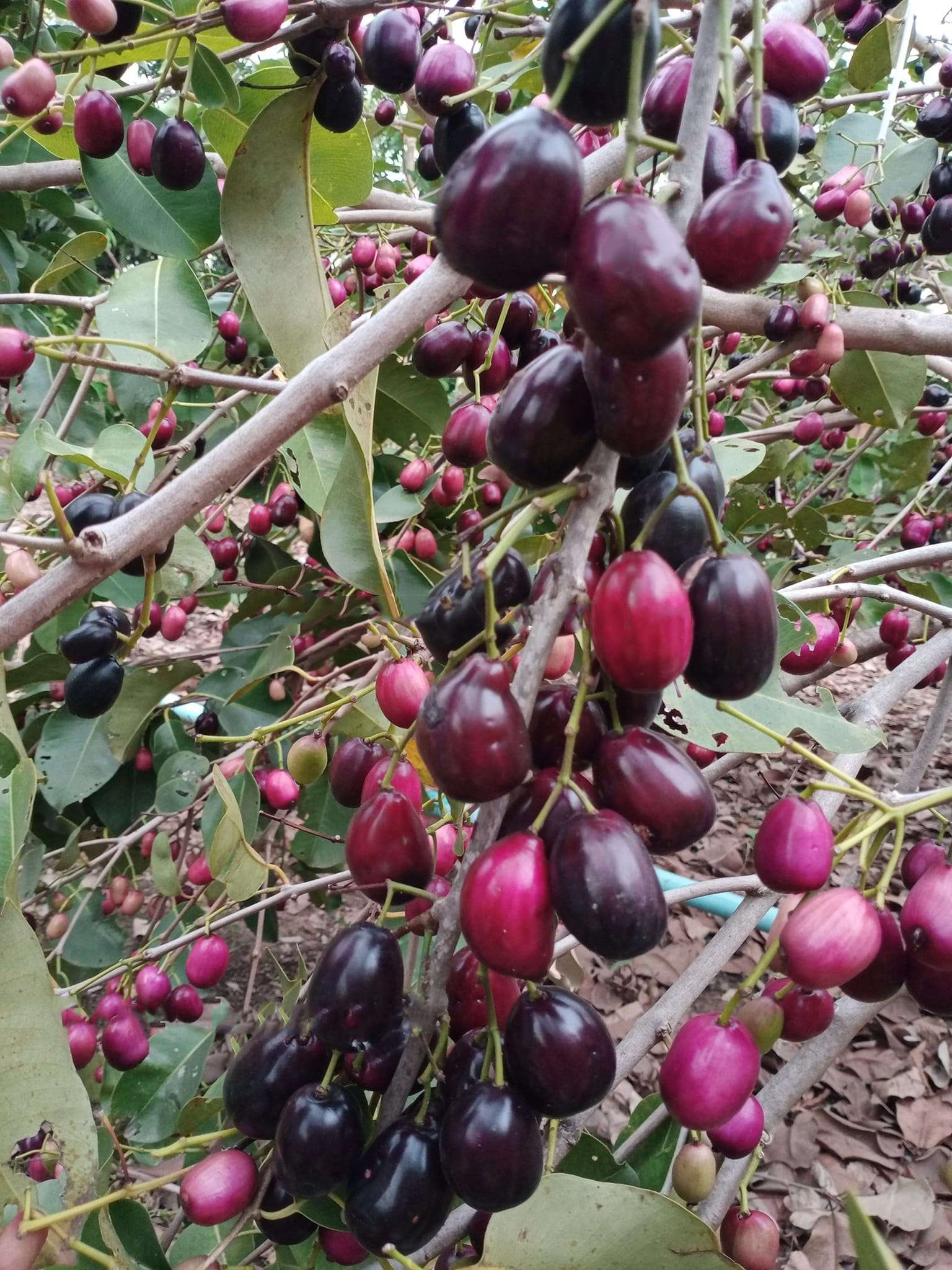 Trâm khổng lồ cây cao 60-80cm TKL-01 CALATA_thumbnail_2