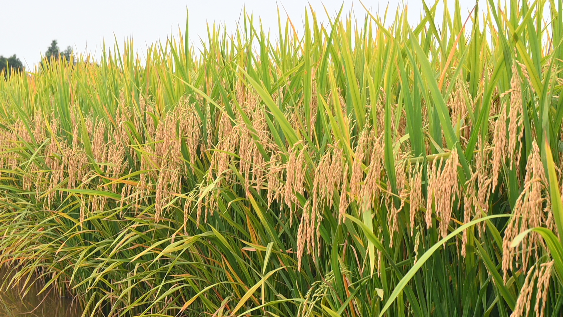 MOC HOA FARMERS ARE FULL OF PRAISE FOR THE NEW VARIETIES VNR98 BECAUSE THE RICE IS BEAUTIFUL, HIGH YIELD, AND IS CONSUMED