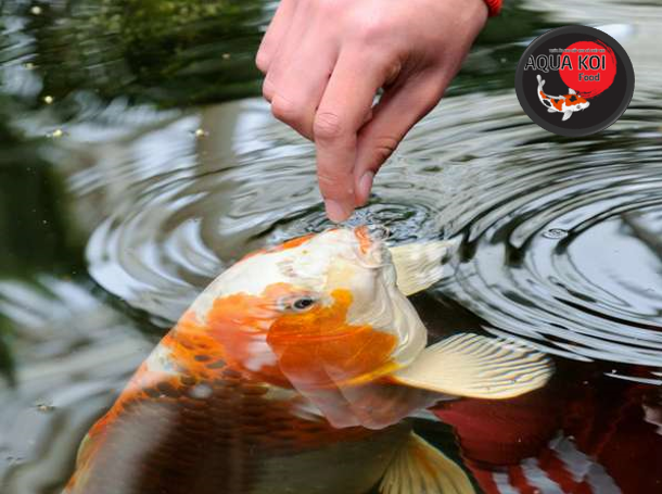 Phân Loại Cá Koi: Toàn Tập A-Z Về Các Dòng Koi Phổ Biến