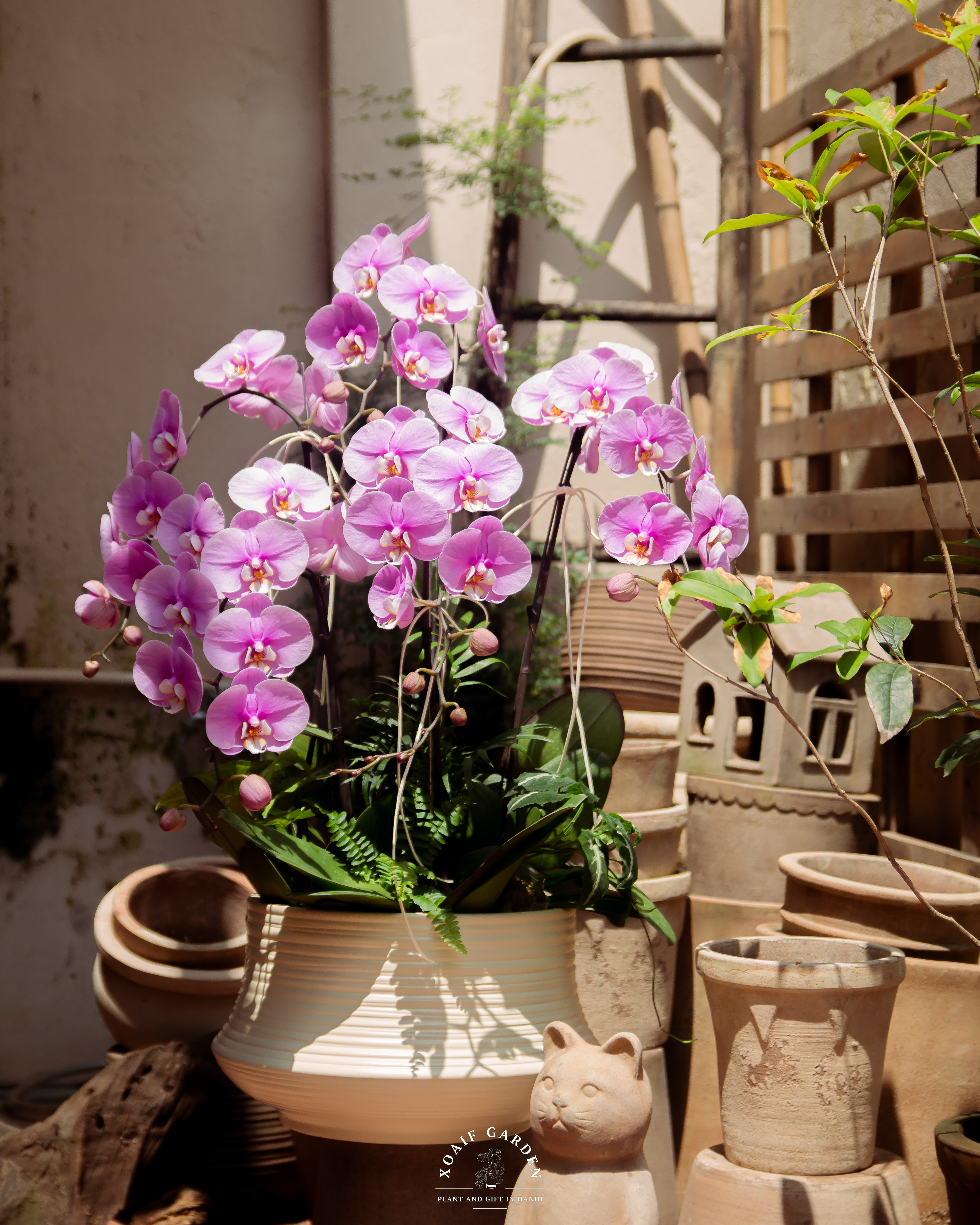LAN HỒ ĐIỆP PHÚC TÍM_thumbnail_2