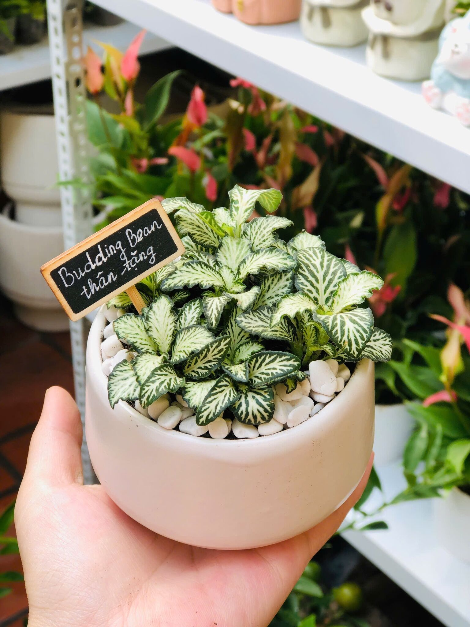 SET QUÀ TẶNG CÂY MINI_thumbnail_0